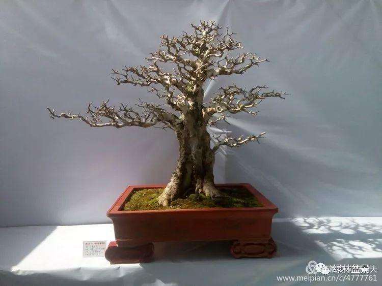 盆景运输怎么包装的4个方法