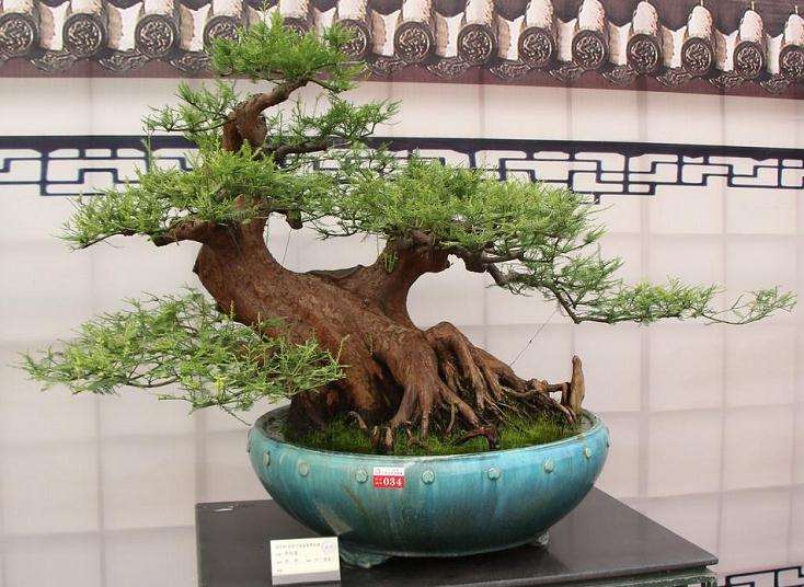 如何赏析树木盆景的4个方法