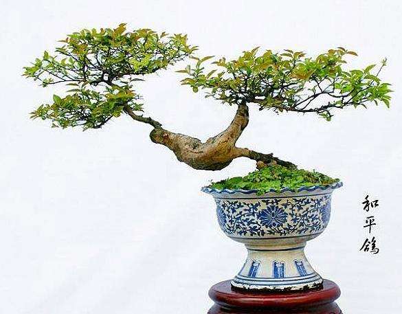 树木盆景赏析的尺度有哪些