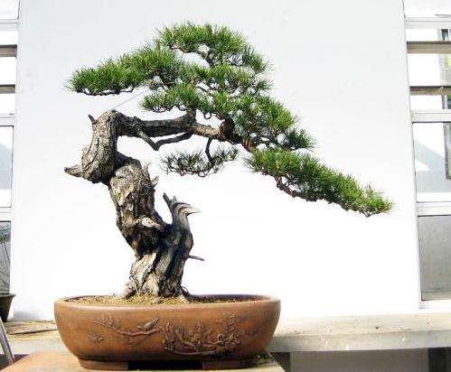 树木盆景赏析中的批判性