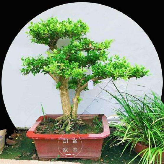 赤楠盆景桩材怎么加工造型的3个方法