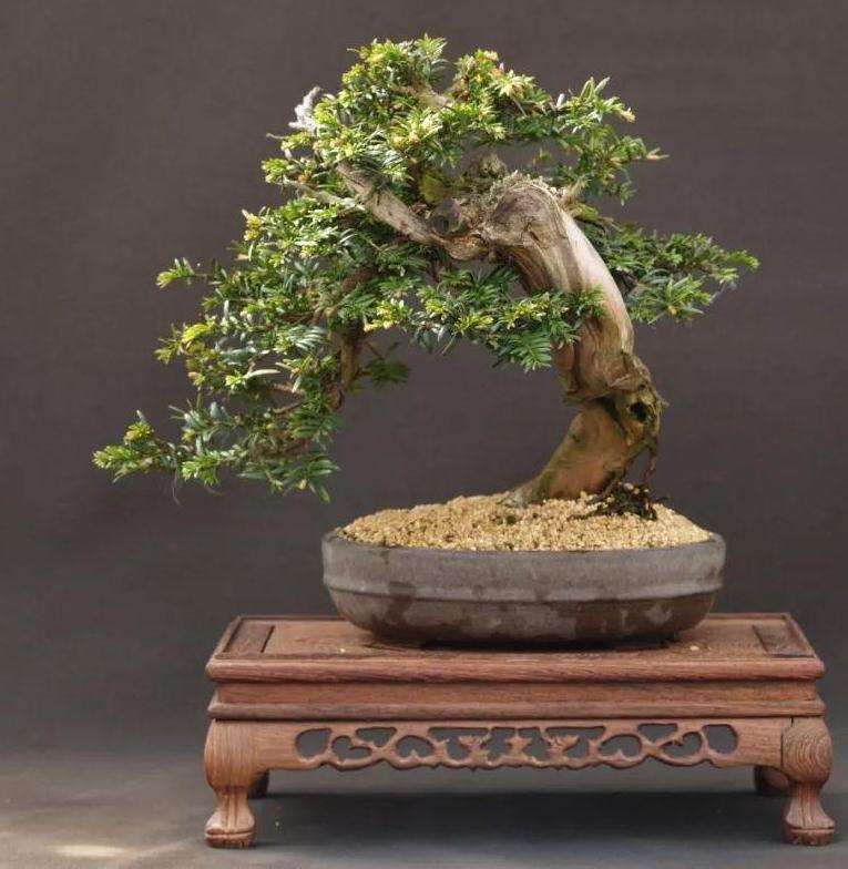 盆景土壤怎么化学药剂杀菌消毒的方法