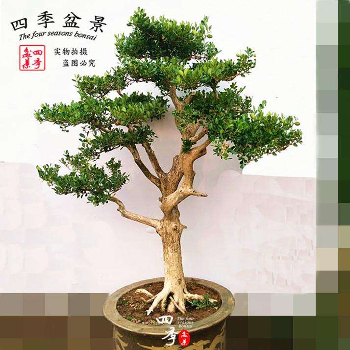 黄杨盆景怎么施肥浇水的方法