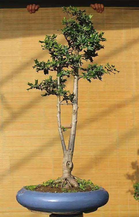 枸骨盆景怎么上盆的6个过程