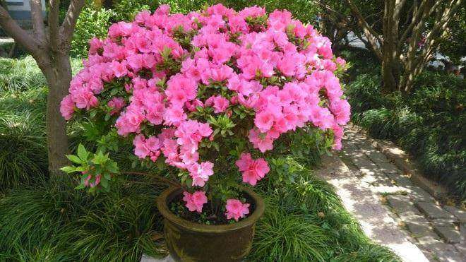 杜鹃盆景花期怎么管理及花期控制