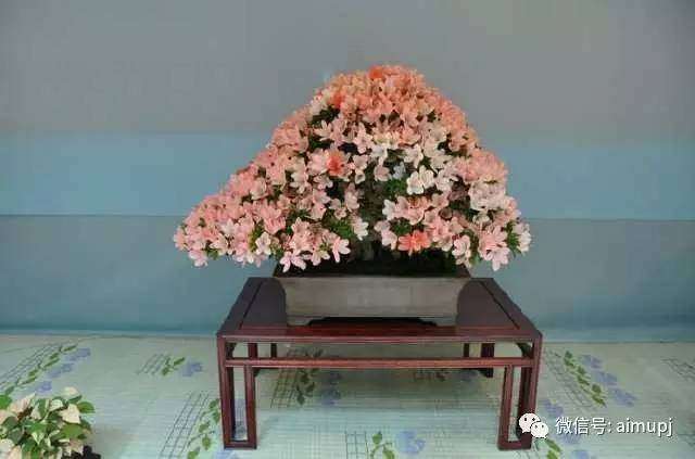 杜鹃盆景怎么上盆浇水的2个方法