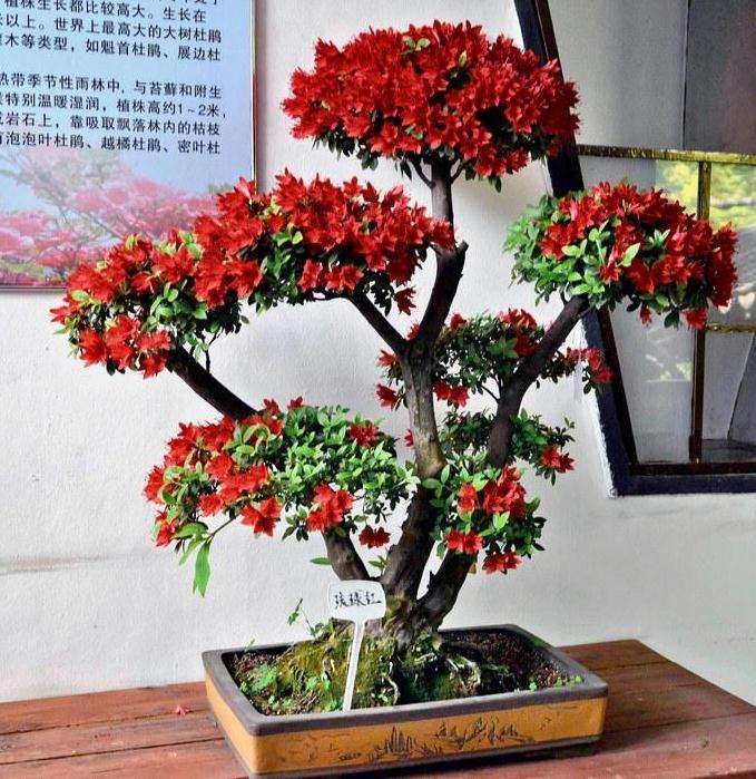 杜鹃盆景怎么施肥修剪的3个方法