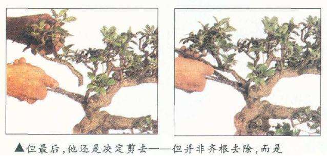 盆景怎么整枝