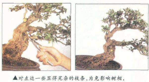 盆景怎么整枝