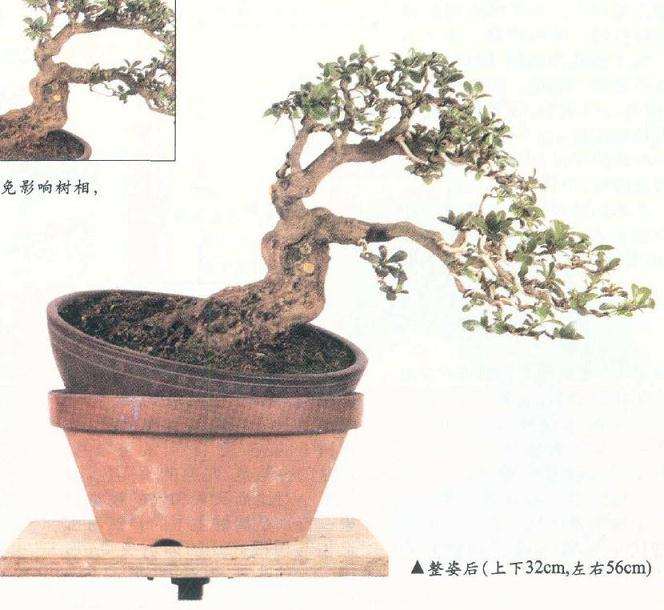 图解 盆景怎么整枝的9个步骤