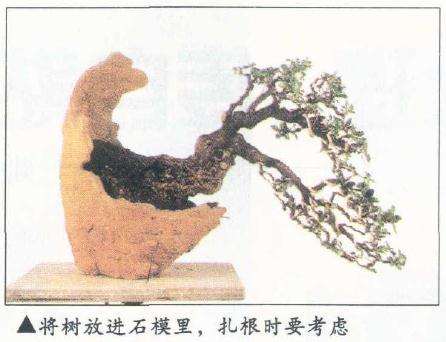 图解 盆景怎么整枝的9个步骤