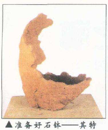 图解 盆景怎么整枝的9个步骤