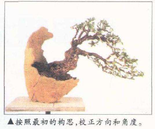 图解 盆景怎么整枝的9个步骤