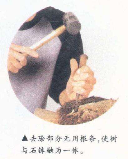 图解 盆景怎么整枝的9个步骤