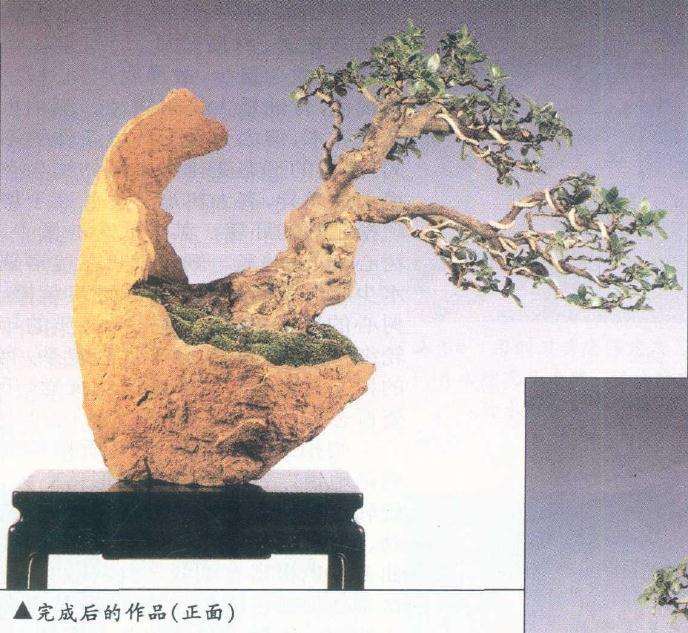 图解 盆景怎么整枝的9个步骤