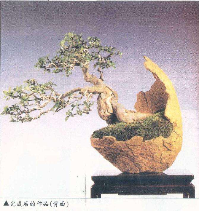 图解 盆景怎么整枝的9个步骤
