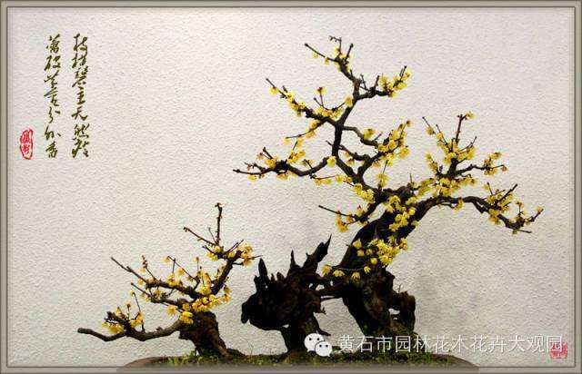 腊梅盆景怎么修枝保养的方法