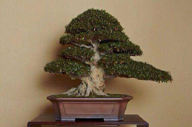 中国盆景艺术与日本盆景艺术的经济效应