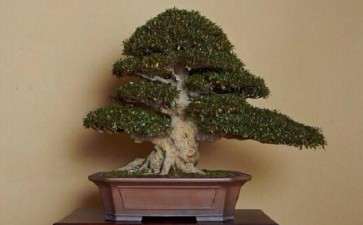 中国盆景艺术与日本盆景艺术的经济效应