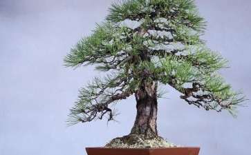 中国盆景与日本盆景艺术都具备意境美