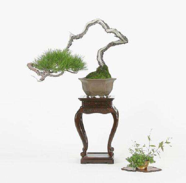 中国盆景艺术与日本盆景艺术都具备艺术美