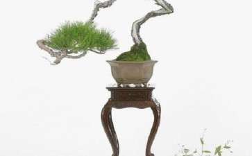 中国盆景艺术与日本盆景艺术都具备艺术美