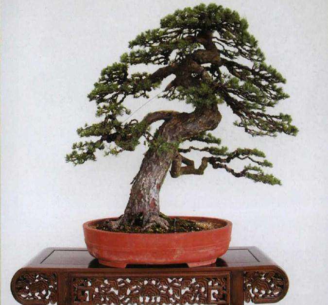 中国盆景与日本盆景艺术都具备自然美