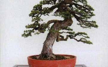 中国盆景与日本盆景艺术都具备自然美