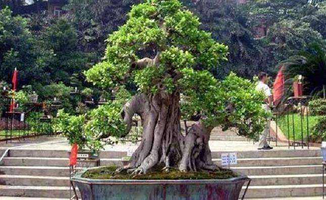 榕树盆景什么时候换冠最好 如何养护