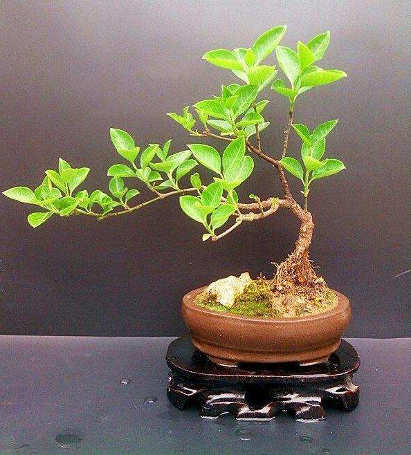 扶芳藤树桩盆景怎样移栽养护与管理