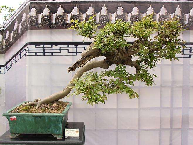 怎么正确处理盆景观赏与养护的5个矛盾