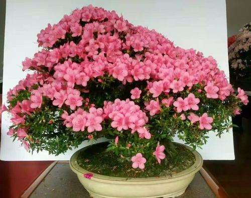 杜鹃盆景怎么施肥换土的3个方法