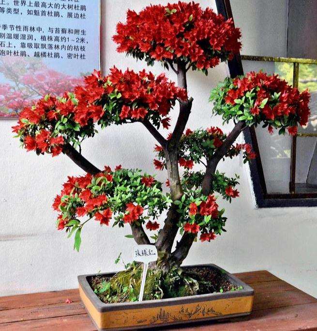 杜鹃盆景怎么蟠扎造型的4个方法