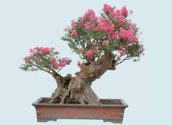 紫薇丛林组合盆景怎么养护管理的3个方法