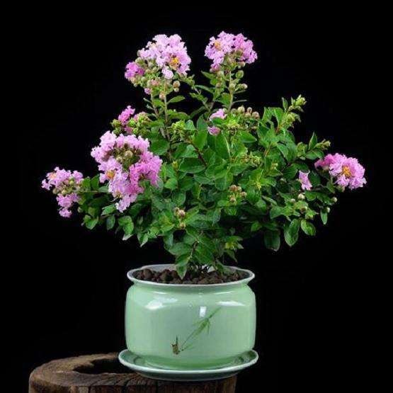 紫薇盆景怎么组合上盆的3个方法