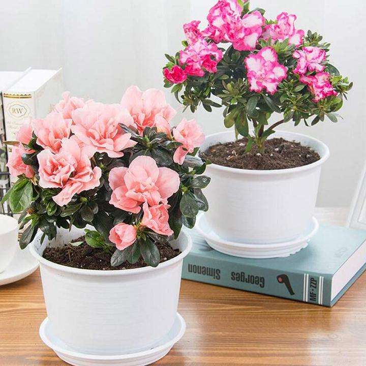 杜鹃花盆景有白粉常枯枝