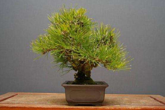 锦松盆景嫁接后怎么养护的6个方法