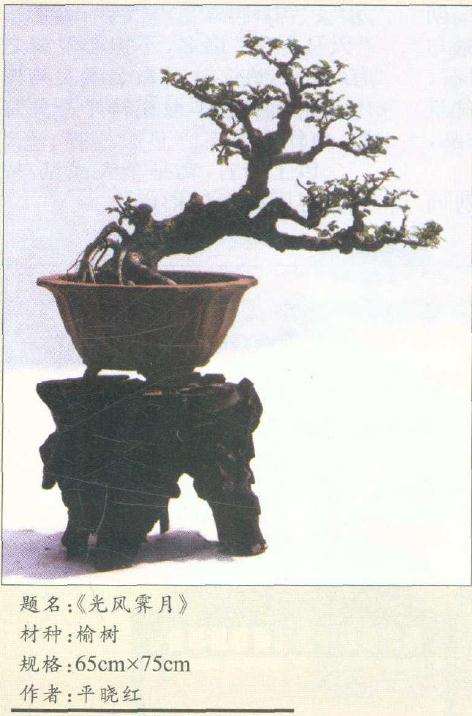 试谈平晓红先生盆景艺术风格