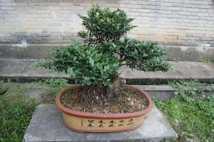 小叶蚊母盆景怎么造型养护的方法