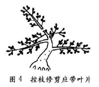 盆景控枝修剪