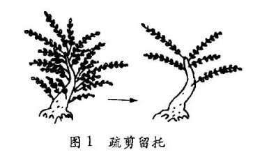 图解 树木盆景怎么修剪制作的4个方法