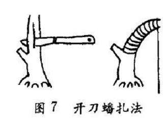 图解 树木盆景怎么蟠扎的3个方法