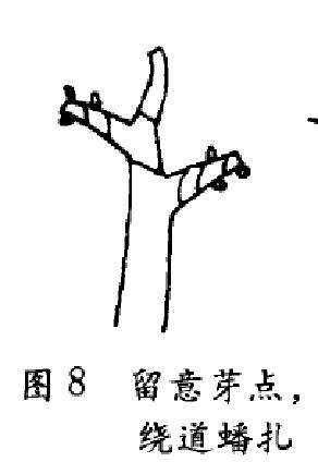 图解 树木盆景怎么蟠扎的3个方法