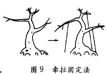 盆景怎么牵拉的方法