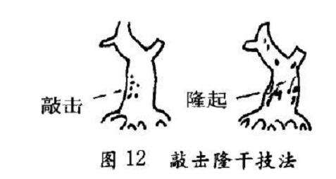 图解 盆景怎么造型的2个特殊技艺