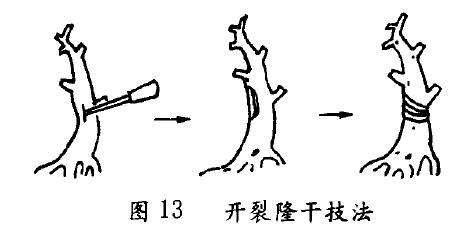 图解 盆景怎么造型的2个特殊技艺