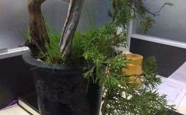 图解 柏树小品盆景怎么设计的方法