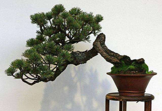 春季五针松盆景萌发新叶时 如何扣水