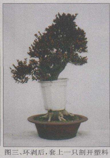盆景环剥后