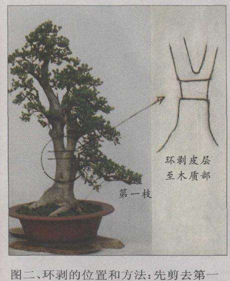 盆景环剥的位置